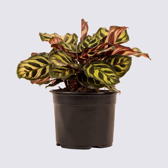 Calathea Makoyana 14cm