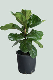 Ficus Lyrata (Fiddle Leaf) 25cm