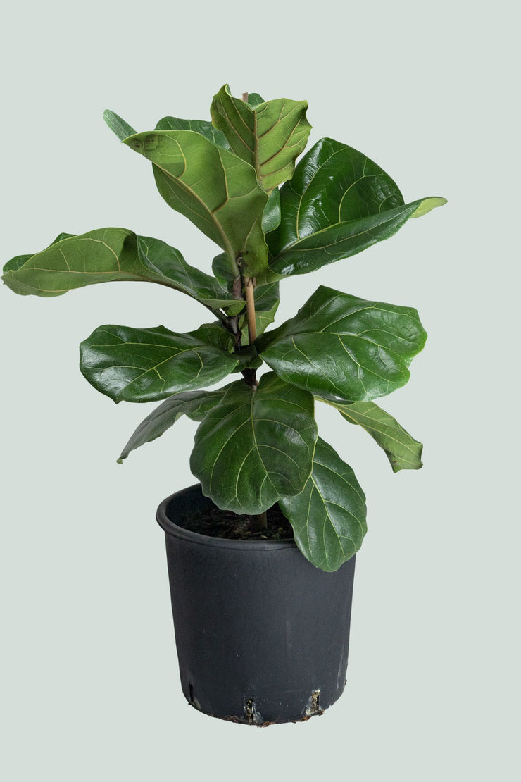 Ficus Lyrata (Fiddle Leaf) 25cm