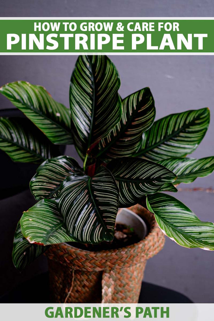 Calathea Ornata - 12cm