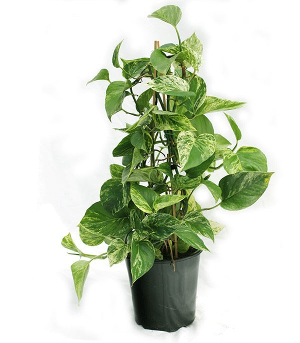 Scindapsus Marble Queen - Ponga 25cm