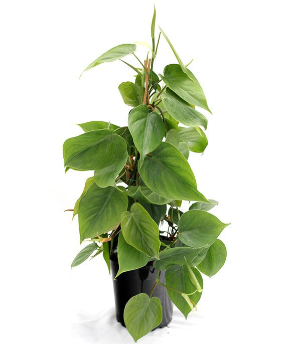 Philodendrum Scandens (Heart Leaf) 17cm