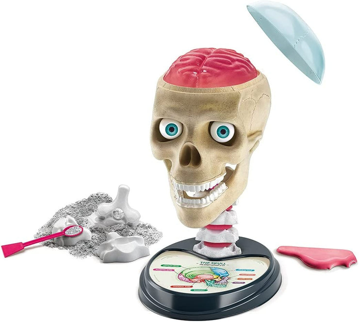 Science & Play - Anatomy Lab