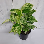 Scindapsus Marble Queen - Ponga 25cm