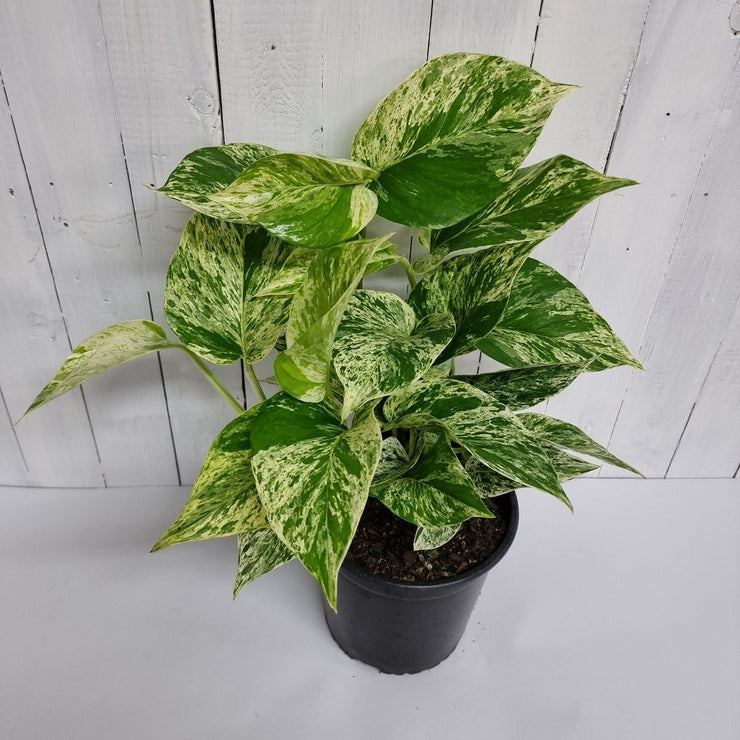 Scindapsus Marble Queen 17cm