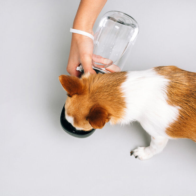 Thirsty Dog Bottle