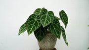 Anthurium - Crystallinum 17cm Was $119.90 NOW