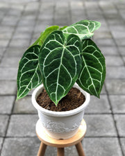 Anthurium - Crystallinum 17cm Was $119.90 NOW