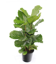 Ficus Lyrata (Fiddle Leaf) 25cm