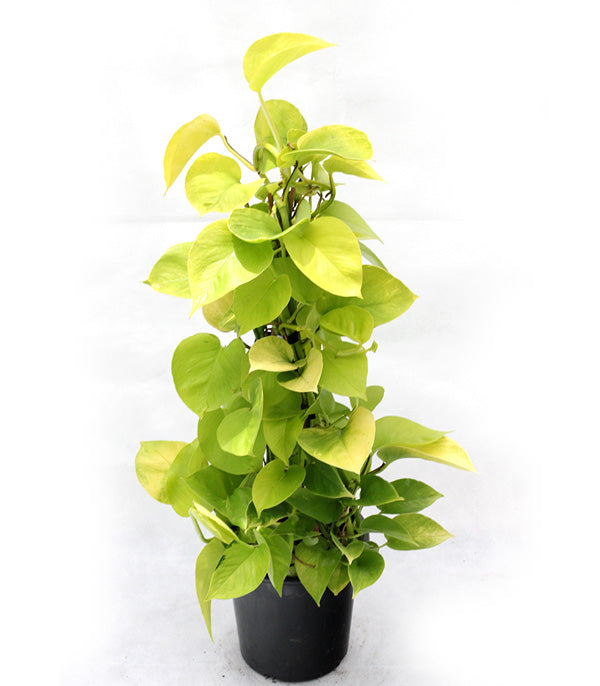 Scindapsus Neon - Ponga 25cm