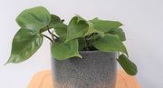 Philodendrum Scandens (Heart Leaf) 17cm