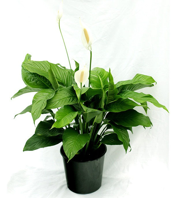 Spathiphyllum (Peace Lilly)