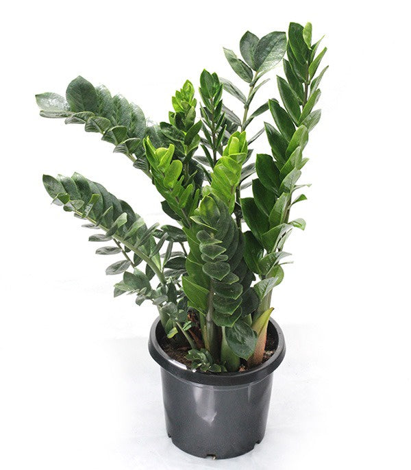 Zamioculcas (ZZ plant) 25cm