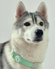 Frank Green Pet Collar - Large Assorted Colours Was $99 Now