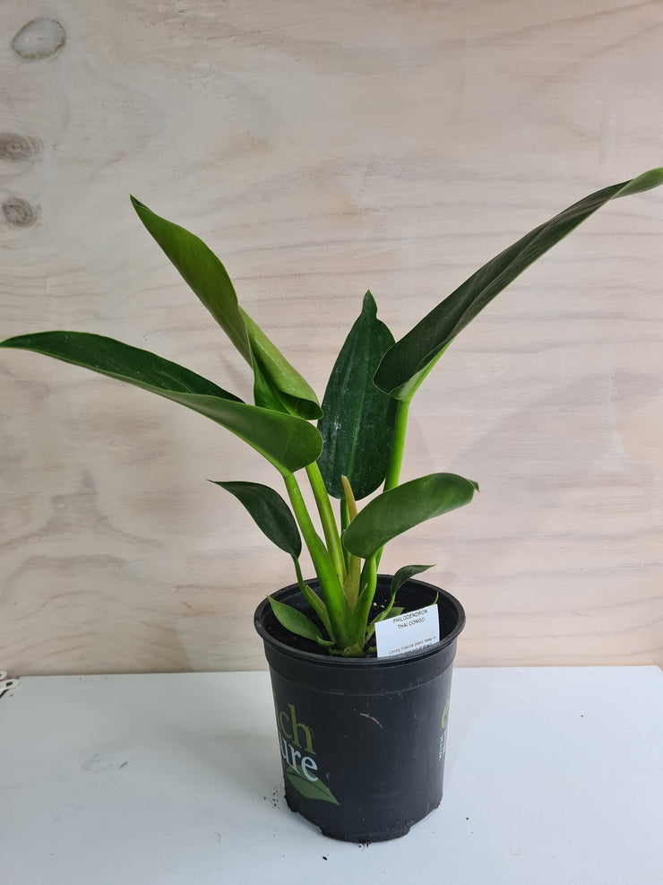 Philodendron Thailand Congo 14cm