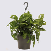 Monstera - Monkey Mask 14cm